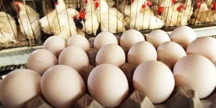 أسعار الدواجن والبيض في مصر اليوم السبت