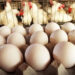 أسعار الدواجن والبيض في مصر اليوم السبت