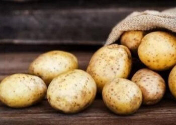 تصدير 330 ألف طن بطاطس بقيمة 131 مليون دولار في 6 أشهر