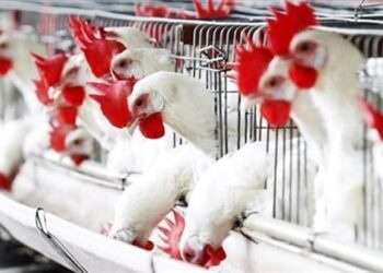 أسعار الدواجن والبيض في مصر اليوم الإثنين