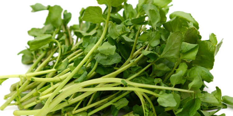 الجرجير كلمة السر للوقاية من مرض السرطان