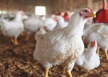 أسعار الدواجن والبيض في مصر اليوم الخميس