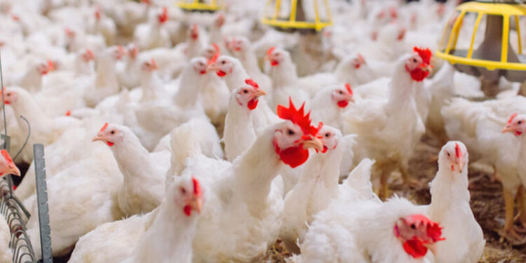 أسعار الدواجن والبيض في مصر اليوم الأحد