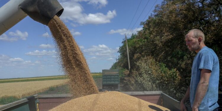 أوكرانيا تتوقع نضوج محاصيل الحبوب الشتوية قبل موعدها بأسبوعين