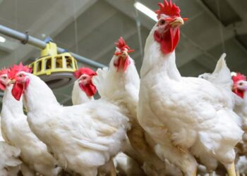 أسعار الدواجن والبيض في مصر اليوم الخميس