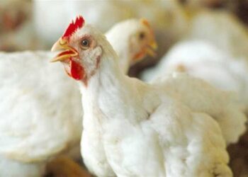 أسعار الدواجن والبيض في مصر اليوم الأحد