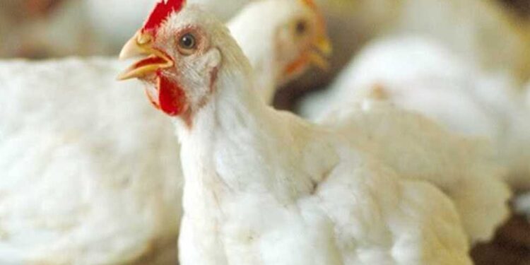 أسعار الدواجن والبيض في مصر اليوم الأحد