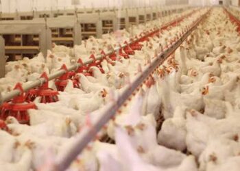 أسعار الدواجن والبيض في مصر اليوم الثلاثاء