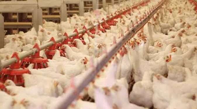 أسعار الدواجن والبيض في مصر اليوم الثلاثاء