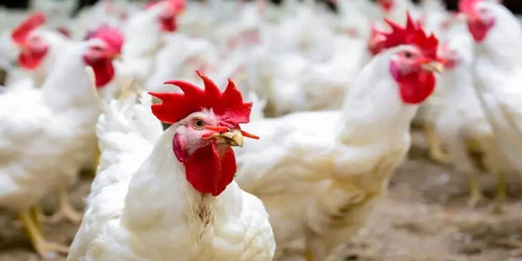 أسعار الدواجن والبيض في مصر اليوم الإثنين