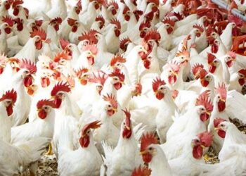 أسعار الدواجن والبيض في مصر اليوم الأربعاء