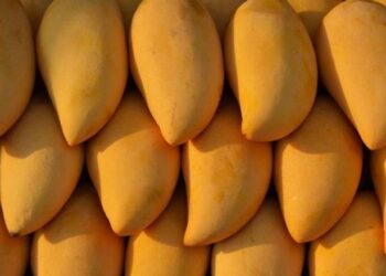 أسعار المانجو اليوم الأحد 7-7-2024.. البلدي بـ15 جنيها