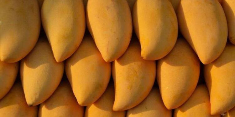 أسعار المانجو اليوم الأحد 7-7-2024.. البلدي بـ15 جنيها