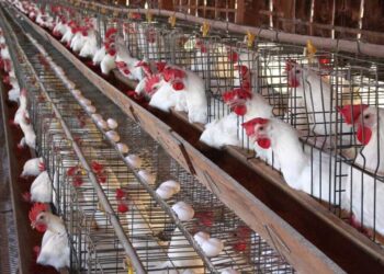 تراجع أسعار الدواجن في مصر اليوم الاثنين