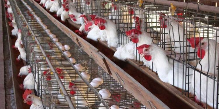 تراجع أسعار الدواجن في مصر اليوم الاثنين