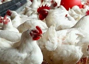 أسعار الدواجن والبيض في مصر اليوم الخميس