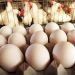 أسعار الدواجن والبيض في مصر اليوم السبت