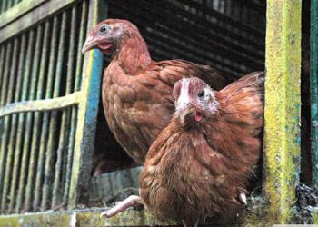 أسعار الدواجن والبيض في مصر اليوم الإثنين