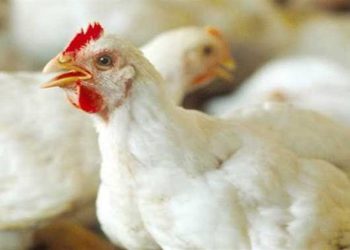 أسعار الدواجن والبيض في مصر اليوم الأربعاء