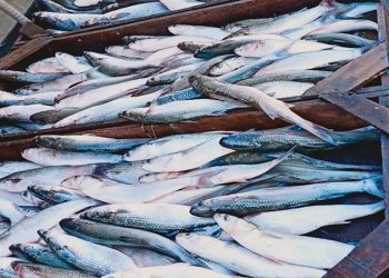 أسعار الأسماك والجمبري في سوق العبور اليوم الأحد