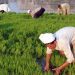 مجلس الشباب المصري يؤكد دور الفلاحين في تحقيق الأمن الغذائي وبناء “الجمهورية الجديدة”