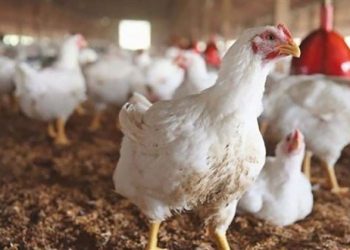 أسعار الدواجن والبيض في مصر اليوم السبت