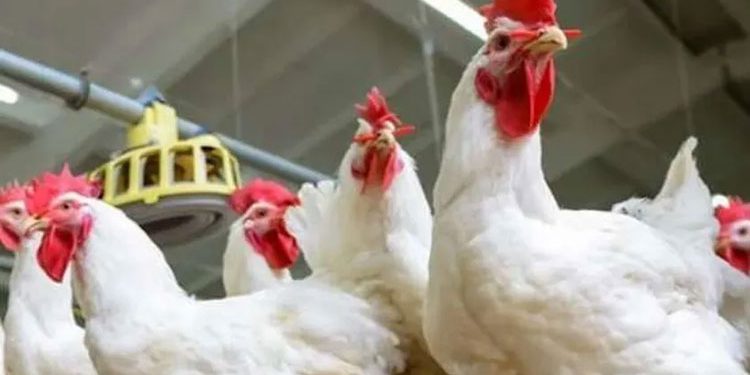    أسعار الدواجن والبيض في مصر اليوم الجمعة   