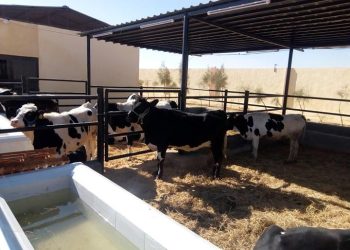 الزراعة خلال النصف الأول من سبتمبر تصدر (701) ترخيصاً