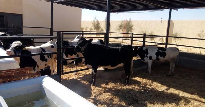 الزراعة خلال النصف الأول من سبتمبر تصدر (701) ترخيصاً