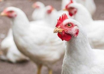 أسعار الدواجن والبيض في مصر اليوم الخميس