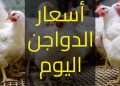 أسعار الدواجن والبيض في مصر اليوم الثلاثاء