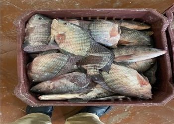 أسعار الأسماك والجمبري في سوق العبور اليوم الثلاثاء