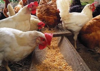 أسعار الدواجن والبيض في الأسواق اليوم السبت