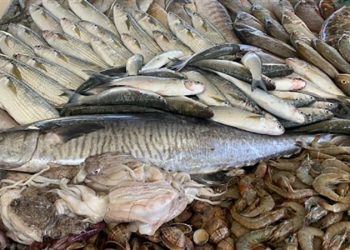أسعار الأسماك في سوق العبور اليوم الأربعاء
