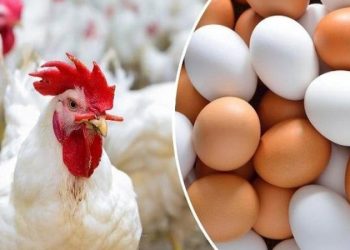 أسعار الدواجن والبيض في الأسواق اليوم الإثنين