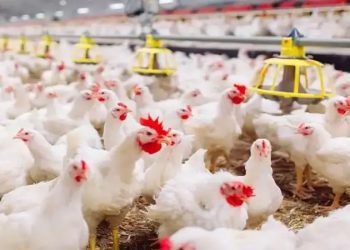 أسعار الدواجن والبيض في مصر اليوم الأربعاء