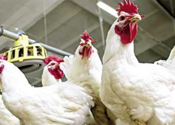 أسعار الدواجن والبيض في مصر اليوم الاحد