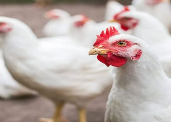 أسعار الدواجن والبيض في الأسواق اليوم الجمعة