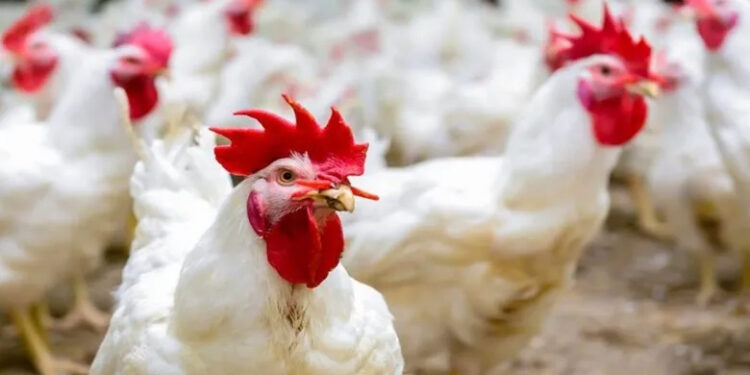 أسعار الدواجن والبيض في الأسواق اليوم السبت