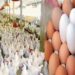 أسعار الدواجن والبيض في الأسواق اليوم الأربعاء