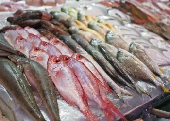 أسعار الأسماك والجمبري في سوق العبور اليوم الأربعاء