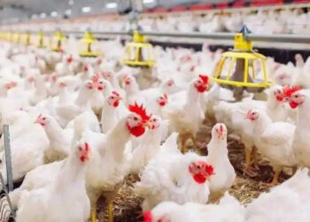 أسعار الدواجن والبيض في الأسواق اليوم الثلاثاء