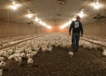 أسعار الدواجن والبيض في الأسواق اليوم الأحد