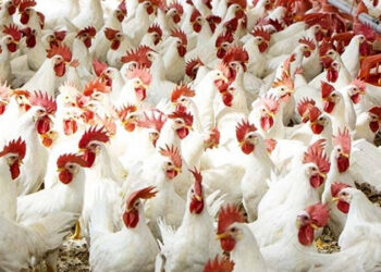 أسعار الدواجن والبيض في الأسواق اليوم الأحد