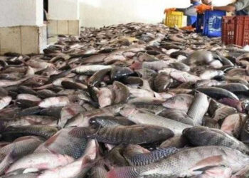 أسعار الأسماك في سوق العبور اليوم الثلاثاء
