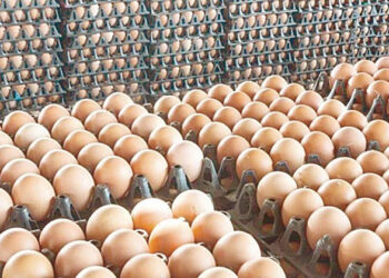 القابضة للصناعات الغذائية تعلن استمرار ضخ بيض المائدة التركي بالمجمعات الاستهلاكية