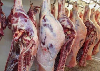 أسعار اللحوم الحمراء اليوم الثلاثاء