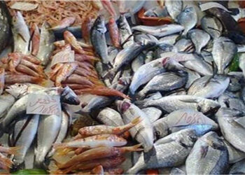 أسعار الأسماك في سوق العبور اليوم الخميس