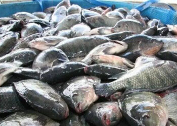 أسعار الأسماك في سوق العبور اليوم السبت