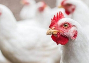 أسعار الدواجن والبيض في الأسواق اليوم الأربعاء